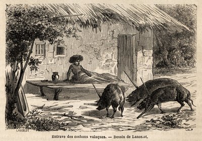 ルーマニアのバラクーア種の豚が固定化された前庭の障害物。1860年にランスロットが描いたパリからブカレストへの航海を説明するためのエングレーヴィングで、「Le tour du monde, nouveau journal des voyages」に掲載された。 作： Dieudonne Auguste Lancelot
