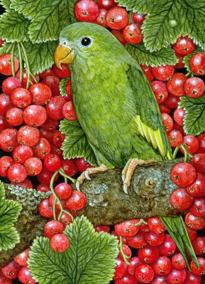 Redcurrant-Parakeet、1995（パネルにアクリル） 作： Ditz