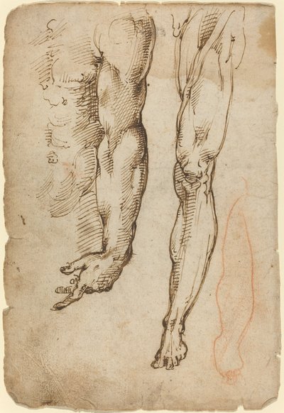 解剖学的研究 作： Domenico Beccafumi