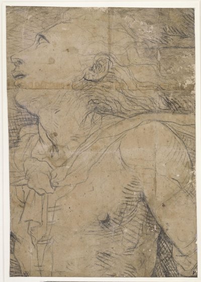 上を見上げる青年（半身像）、下絵の断片か？ 作： Domenico Beccafumi