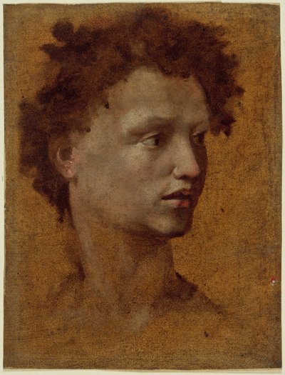 ユース代表 作： Domenico Beccafumi