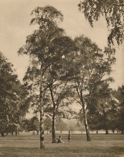 葉のレースワーク：ハイドパークの夏の朝、c1935。 作： Donald McLeish