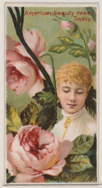 アメリカン ビューティー ローズ: 臆病、シリーズ「花の美しさと花言葉 N...」、1892 年から。 作： Donaldson Brothers