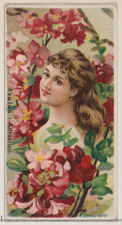 ツツジ：デュークのためのシリーズ花の美しさと花言葉N75からのアトラクション、1892年. 作： Donaldson Brothers