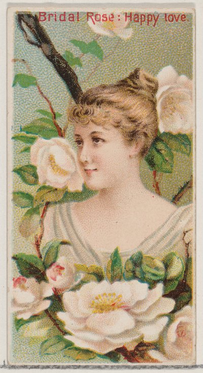 ブライダルローズ：ハッピーラブ、シリーズ花の美しさと花言葉N75 for ...、1892年から。 作： Donaldson Brothers