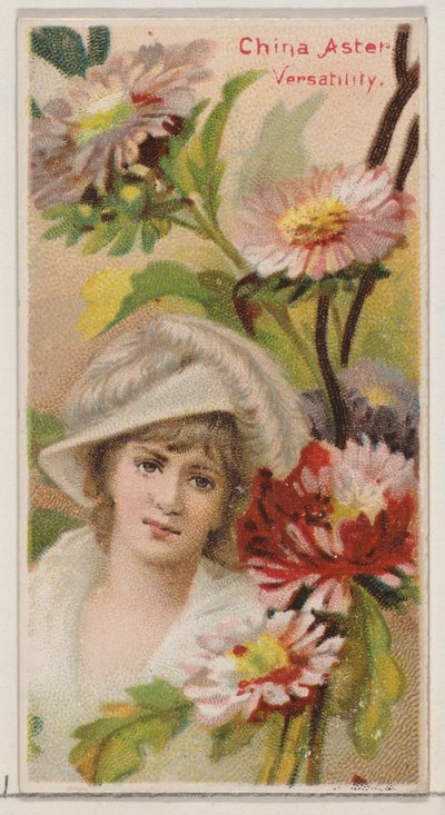 チャイナ アスター: 汎用性、シリーズ「花の美しさと花言葉」N75 for...、1892 年から。 作： Donaldson Brothers