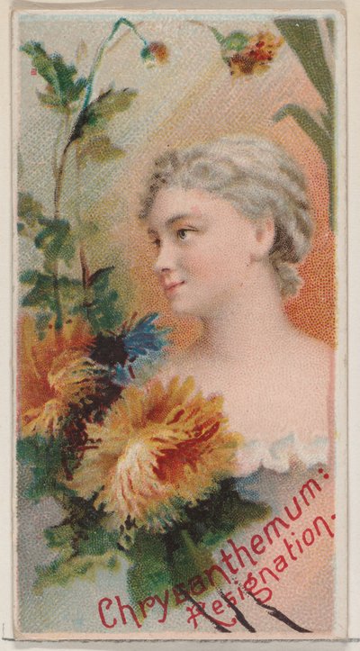 菊：辞任、シリーズ「花の美しさと花言葉」N75 ...、1892年から。 作： Donaldson Brothers