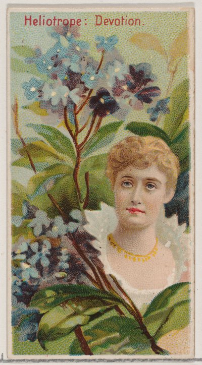 ヘリオトロープ: 献身、シリーズ「花の美しさと花言葉」N75 for Du...、1892 年から。 作： Donaldson Brothers