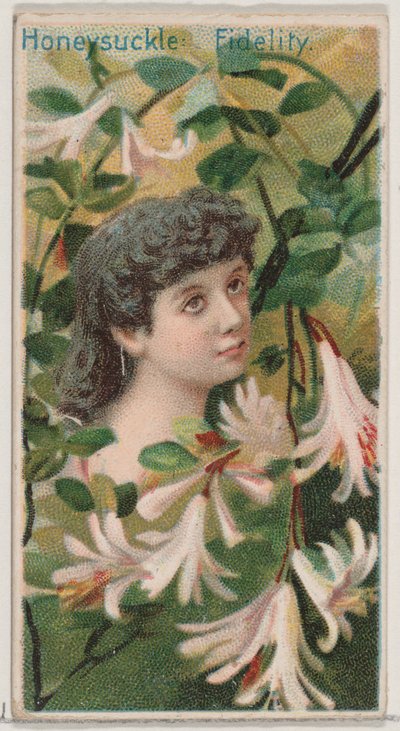 ハニーサックル：フィデリティ、シリーズ「花の美しさと花言葉」N75 for D...、1892年から。 作： Donaldson Brothers