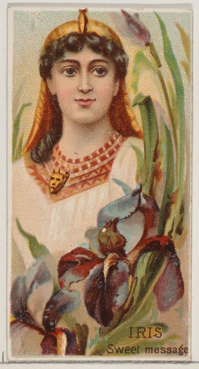アイリス: 甘いメッセージ、シリーズ花の美しさと花言葉 N75 for Duk...、1892 年から。 作： Donaldson Brothers
