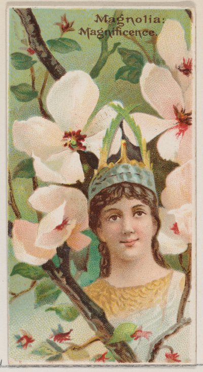 マグノリア：シリーズ花の美しさと花言葉N75 for ...、1892年からの壮大さ。 作： Donaldson Brothers