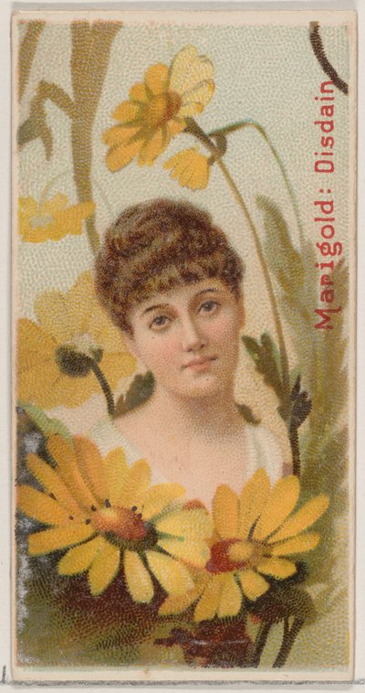 マリーゴールド：デュークのためのシリーズ花の美しさと花言葉N75からの軽蔑...、1892. 作： Donaldson Brothers