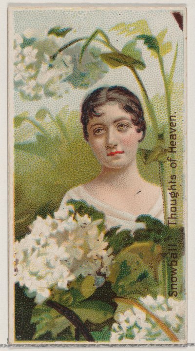 スノーボール: 天国への思い、シリーズ「花の美しさと花言葉」N75...、1892 年から。 作： Donaldson Brothers