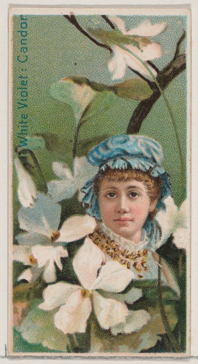 ホワイト バイオレット: 率直、シリーズ「花の美しさと花言葉」N75 for Du...、1892 年から。 作： Donaldson Brothers