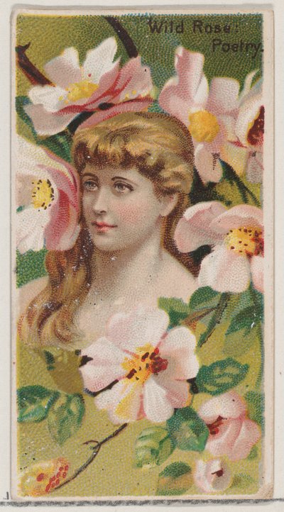 ワイルド ローズ: デュークのためのシリーズ「花の美しさと花言葉」N75 からの詩、1892 年。 作： Donaldson Brothers