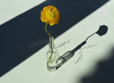 陽光に照らされたラナンキュラスの影 作： 