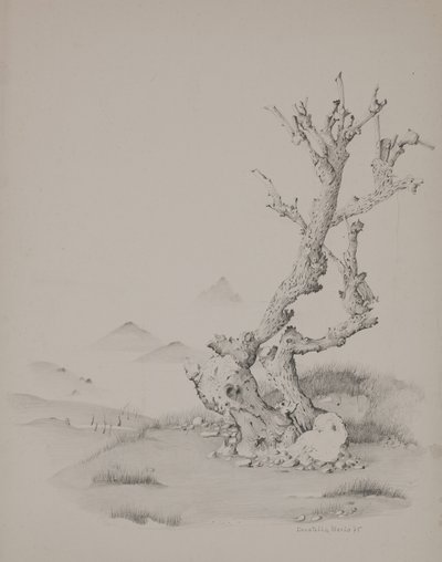 トランク 作： Donatella Merlo