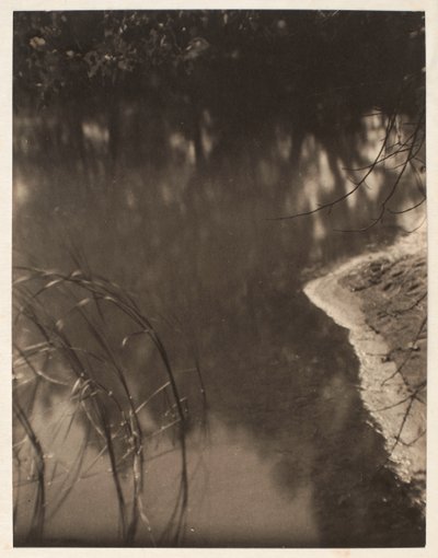 水面に映る木々の習作 1925-34年頃（プラチナプリント） 作： Doris Ulmann