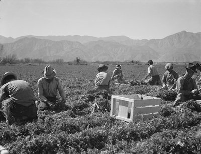 テキサス、オクラホマ、ミズーリ、アーカンソー、メキシコ、カリフォルニアのキャロット・プーラーたち 作： Dorothea Lange