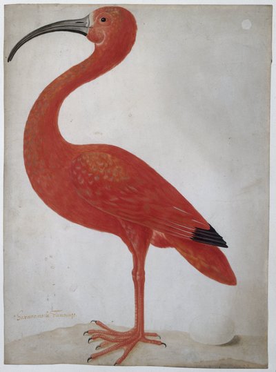 朱鷺と卵 ショウジョウトキ 作： Dorothea Maria Gsell (attributed to)