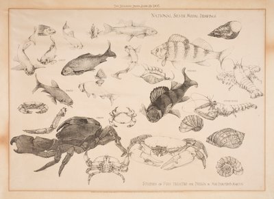 設計処理された魚の研究 作： Dorothy Martin