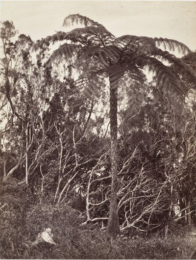 木生シダ、1863年。 作： Désiré Charnay