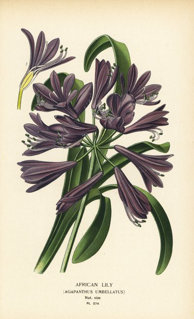 アフリカユリ、アガパンサス アフリカヌス (Agapanthus umbellatus)。 Edward Step’s Favorite Flowers of Garden and Greenhouse、Frederick Warne、ロンドンの Desire Bois によるイラストのクロモリトグラフ 作： Désiré Georges Jean Marie Bois
