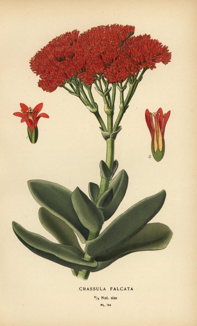飛行機植物、Crassula perfoliata var. あご。 作： Désiré Georges Jean Marie Bois