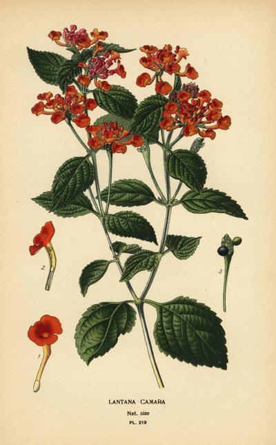 ビッグ セージ、ガネリまたはティックベリー、ランタナ カマラ。 Edward Step’s Favorite Flowers of Garden and Greenhouse、Frederick Warne、ロンドンの Desire Bois によるイラストのクロモリトグラフ 作： Désiré Georges Jean Marie Bois