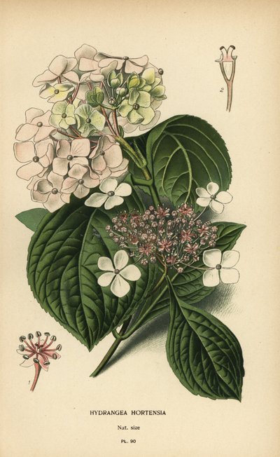 Bigleaf アジサイ、Hydrangea macrophylla。 作： Désiré Georges Jean Marie Bois