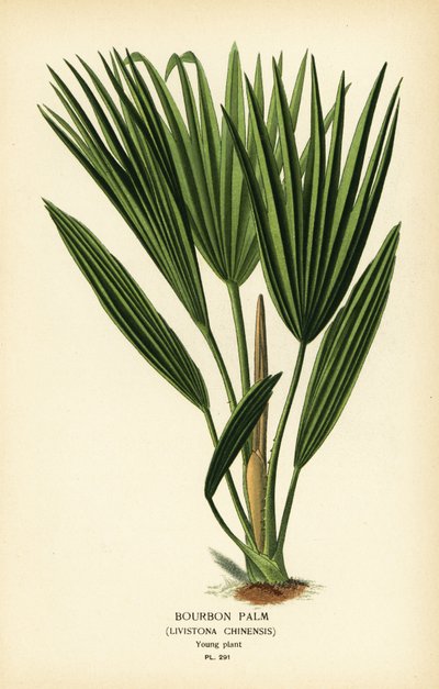 バーボン パームまたは中国のファン パーム、リヴィストナ キネンシス。 Edward Step’s Favorite Flowers of Garden and Greenhouse、Frederick Warne、ロンドンの Desire Bois によるイラストのクロモリトグラフ 作： Désiré Georges Jean Marie Bois