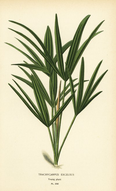 広葉樹の椰子やタケ椰子、ラピス エクセルサ (Trachycarpus excelsus)。 Edward Step’s Favorite Flowers of Garden and Greenhouse、Frederick Warne、ロンドンの Desire Bois によるイラストのクロモリトグラフ 作： Désiré Georges Jean Marie Bois