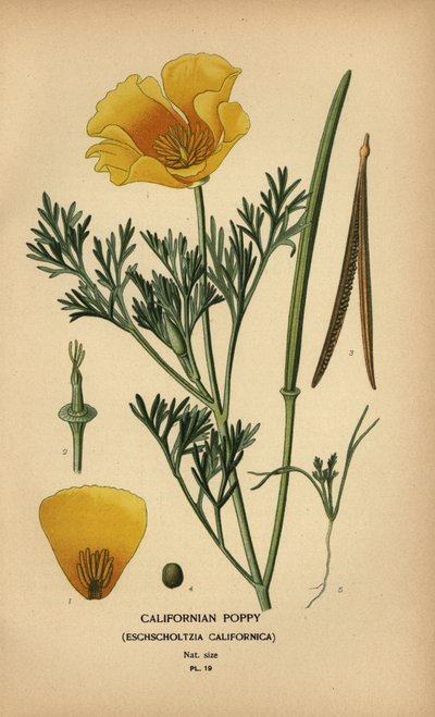 カリフォルニアポピー、Eschscholzia californica 作： Désiré Georges Jean Marie Bois