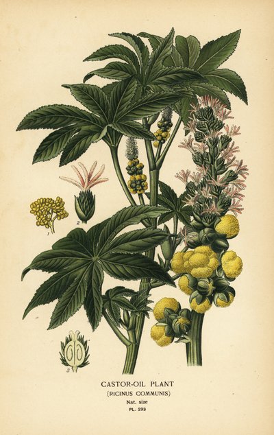 ヒマシ油植物、トウゴマ。 Edward Step’s Favorite Flowers of Garden and Greenhouse、Frederick Warne、ロンドンの Desire Bois によるイラストのクロモリトグラフ 作： Désiré Georges Jean Marie Bois