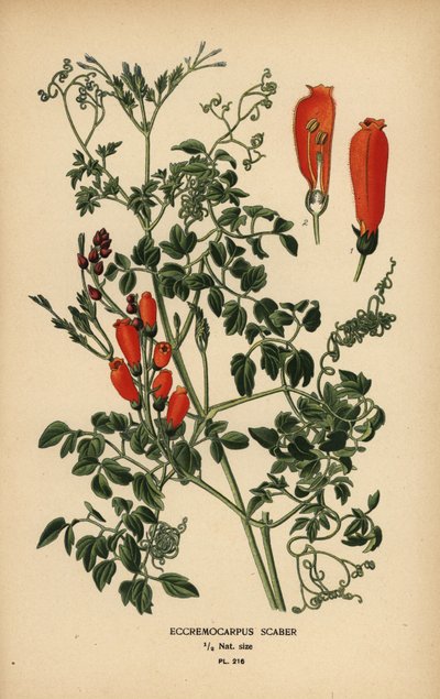 チリの栄光の花、Eccremocarpus scaber。 作： Désiré Georges Jean Marie Bois