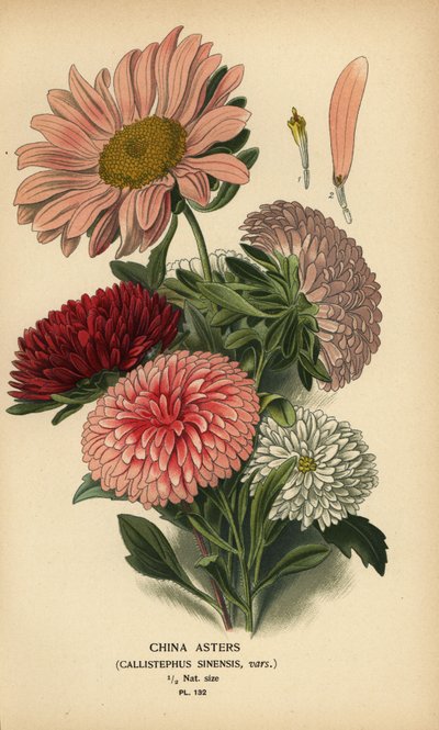 中国のアスター品種、Callistephus x sinensis。 作： Désiré Georges Jean Marie Bois