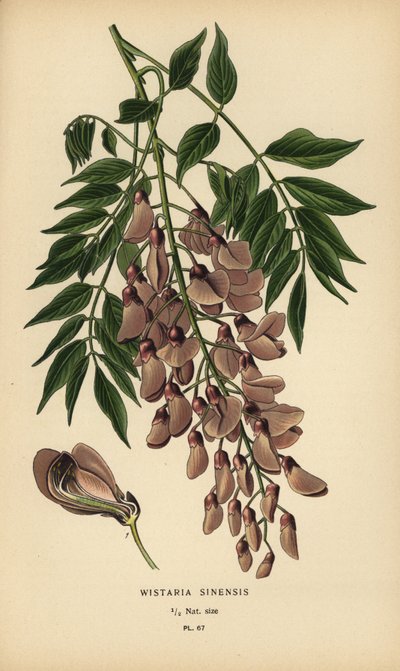 中国の藤、Wisteria sinensis。 作： Désiré Georges Jean Marie Bois