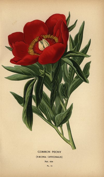 一般的な牡丹、芍薬。 作： Désiré Georges Jean Marie Bois