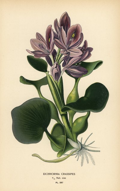 一般的なウォーター ヒヤシンス、Eichhornia crassipes。 Edward Step’s Favorite Flowers of Garden and Greenhouse、Frederick Warne、ロンドンの Desire Bois によるイラストのクロモリトグラフ 作： Désiré Georges Jean Marie Bois