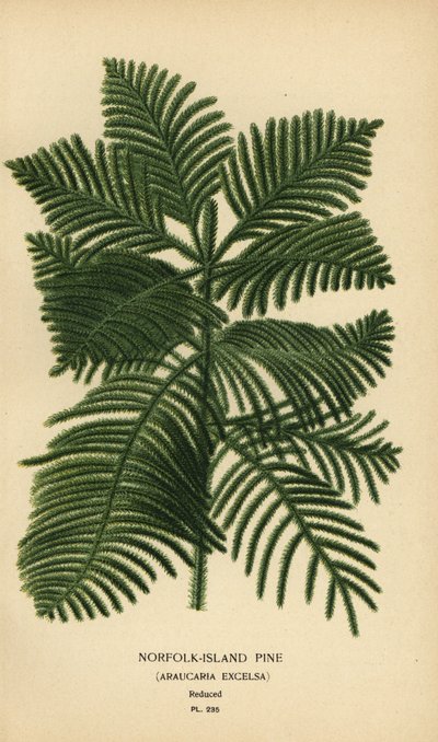 松、Araucaria columnaris を調理します。 (ノーフォーク島松、アラウカリア エクセルサ)。 Edward Step’s Favorite Flowers of Garden and Greenhouse、Frederick Warne、ロンドンの Desire Bois によるイラストのクロモリトグラフ 作： Désiré Georges Jean Marie Bois