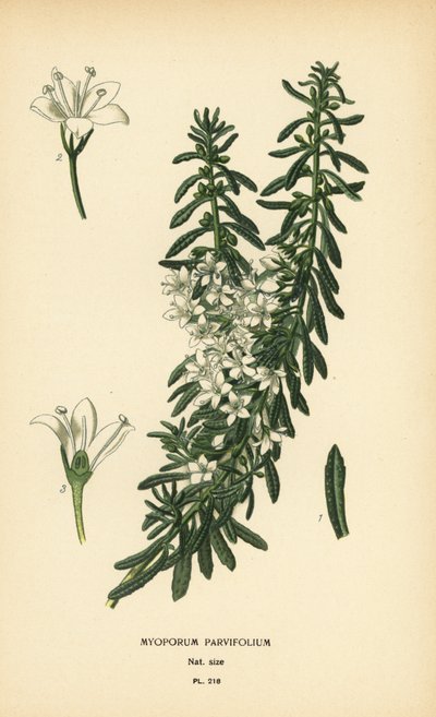 忍び寄る boobialla、Myoporum parvifolium。 Edward Step’s Favorite Flowers of Garden and Greenhouse、Frederick Warne、ロンドンの Desire Bois によるイラストのクロモリトグラフ 作： Désiré Georges Jean Marie Bois
