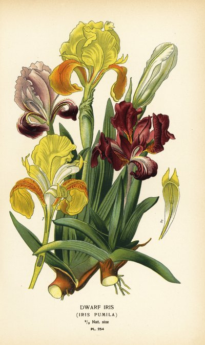 ドワーフ アイリス、アイリス プミラ。 Edward Step’s Favorite Flowers of Garden and Greenhouse、Frederick Warne、ロンドンの Desire Bois によるイラストのクロモリトグラフ 作： Désiré Georges Jean Marie Bois