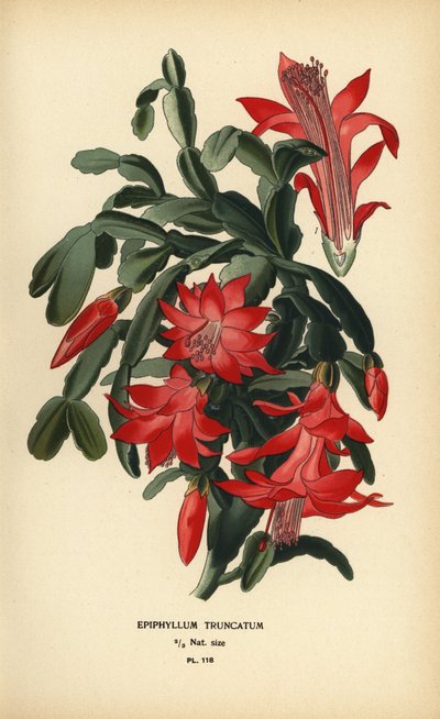 偽のクリスマス サボテン、Schlumbergera truncata。 作： Désiré Georges Jean Marie Bois