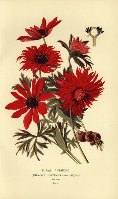 炎のアネモネ、アネモネ hortensis。 作： Désiré Georges Jean Marie Bois