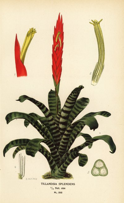 炎の剣、Vriesea splendens (ティランジア・スプレンデンス)。 Edward Step’s Favorite Flowers of Garden and Greenhouse、Frederick Warne、ロンドンの B. Herincq によるイラストのクロモリトグラフ 作： Désiré Georges Jean Marie Bois