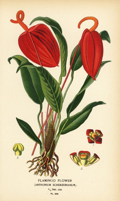 フラミンゴの花、アンスリウム scherzerianum。 Edward Step’s Favorite Flowers of Garden and Greenhouse、Frederick Warne、ロンドンの Desire Bois によるイラストのクロモリトグラフ 作： Désiré Georges Jean Marie Bois