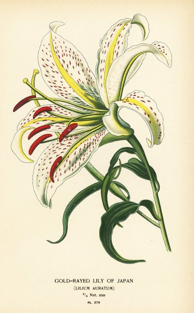 日本やヤマユリ、ユリ auratum のゴールドレイド ユリ。 Edward Step’s Favorite Flowers of Garden and Greenhouse、Frederick Warne、ロンドンの Desire Bois によるイラストのクロモリトグラフ 作： Désiré Georges Jean Marie Bois