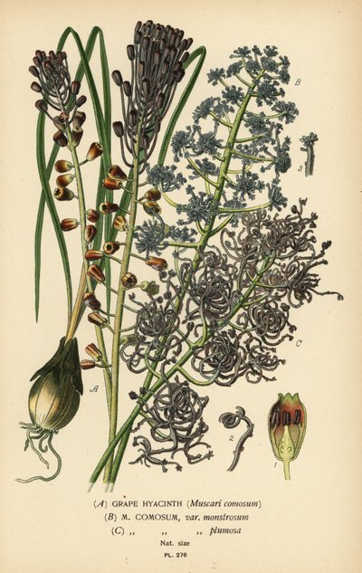 ブドウ ヒヤシンス、Leopoldia comosa (Muscari comosum、var. monstrosum、var. plumosa)。 Edward Step’s Favorite Flowers of Garden and Greenhouse、Frederick Warne、ロンドンの Desire Bois によるイラストのクロモリトグラフ 作： Désiré Georges Jean Marie Bois