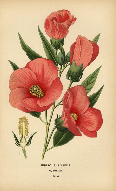 ハイビスカス ロセウス。 作： Désiré Georges Jean Marie Bois
