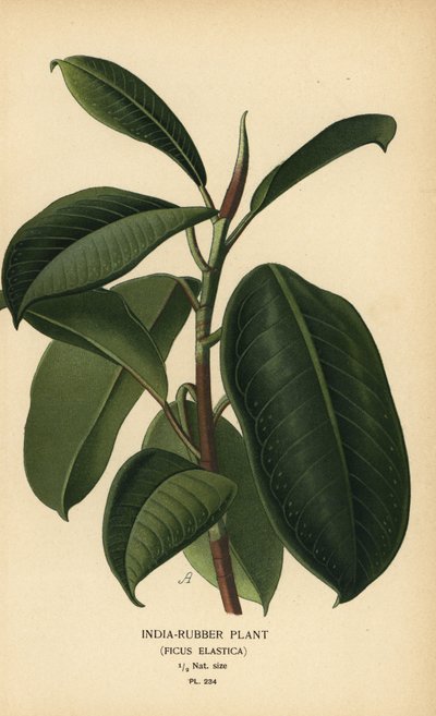 インドのゴム工場、フィカス エラスティカ。 Edward Step’s Favorite Flowers of Garden and Greenhouse、Frederick Warne、ロンドンの Desire Bois によるイラストのクロモリトグラフ 作： Désiré Georges Jean Marie Bois